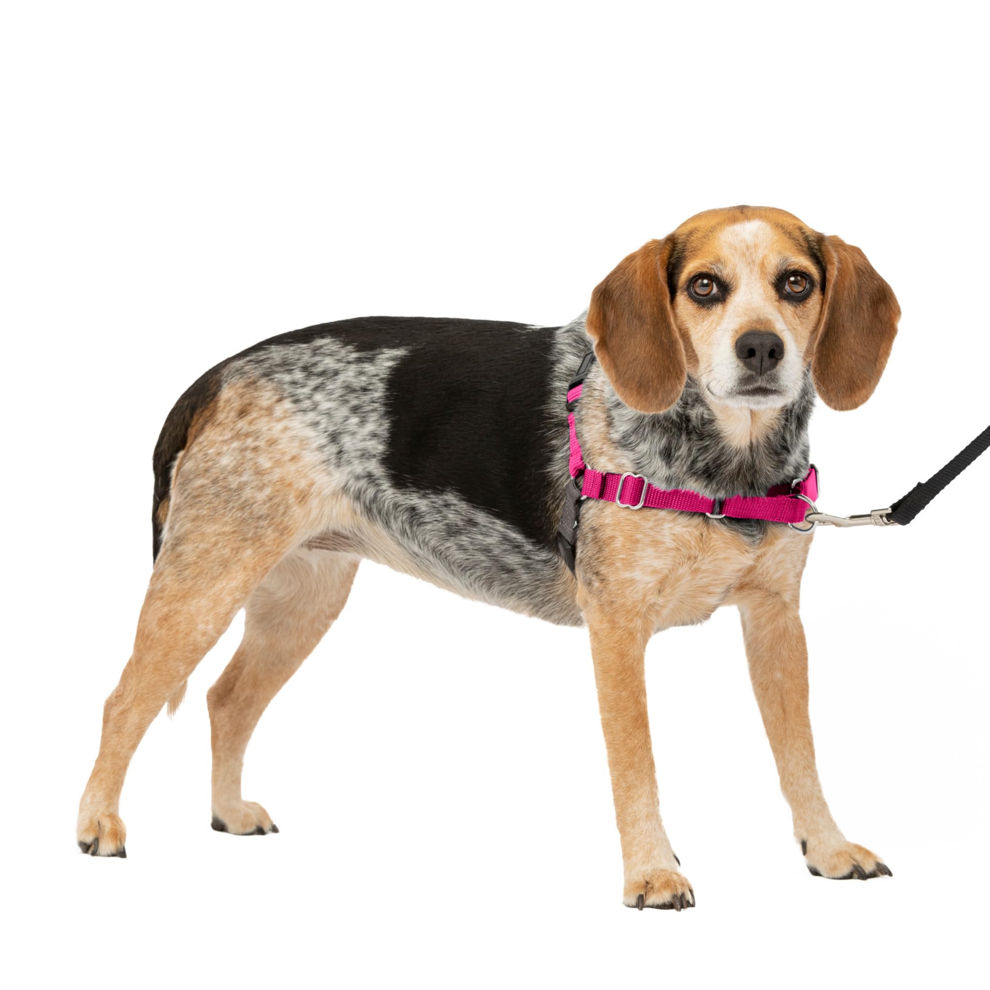 Arnés Para Perros Petsafe Easy Walk, Sin Tirar, Tamaño Pequeño/mediano - Venta Internacional.