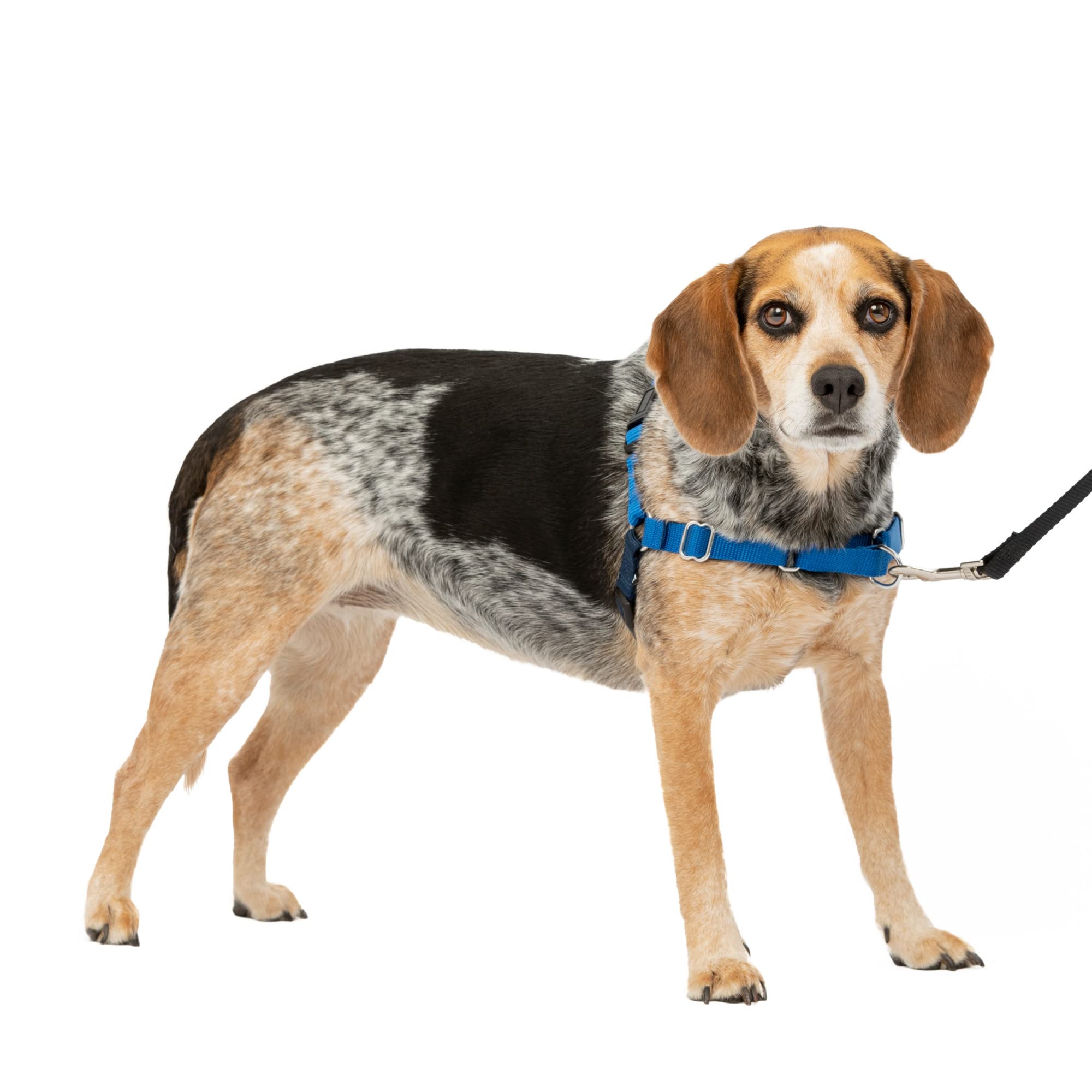 Arnés Para Perros Petsafe Easy Walk, Sin Tirar, Tamaño Pequeño/mediano, Azul - Venta Internacional.