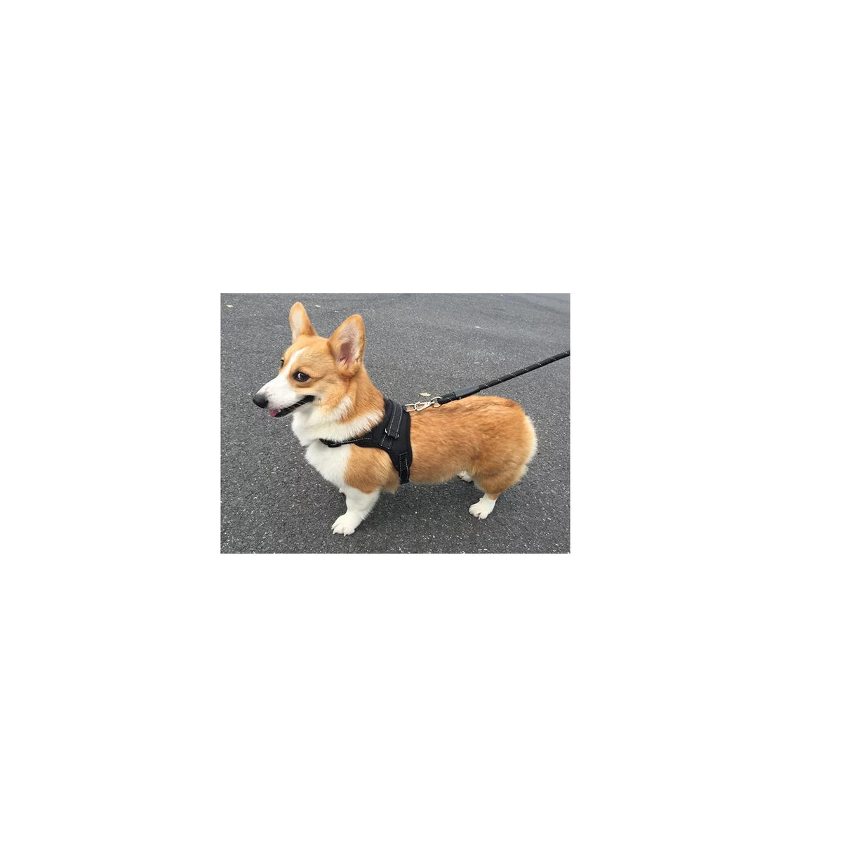 Foto 4 pulgar | Kit  Pechera Arnes Correa Para Perro Talla Xs Eo Safe Imports Esi-16394 Multicolor