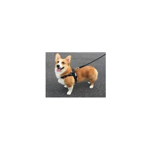 Foto 2 | Kit Pechera Arnes Correa Para Perro Talla S Eo Safe Imports Esi-16395 Multicolor