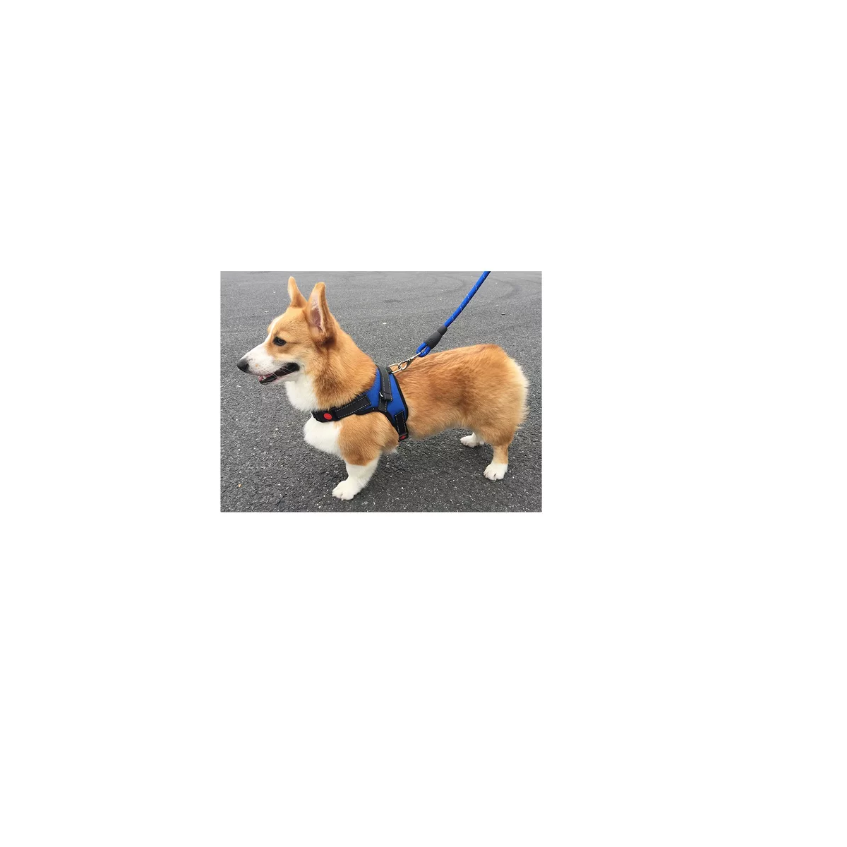 Foto 3 pulgar | Kit 2 Pechera Arnes Correa Para Perro Talla M Eo Safe Imports  Esi-16403 Multicolor