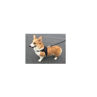 Foto 3 | Kit Pechera Arnes Correa Para Perro Talla M Eo Safe Imports Esi-16396 Multicolor