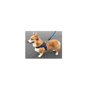 Foto 3 | Kit 2 Pechera Arnes Correa Para Perro Talla S Eo Safe Imports Esi-16402 Multicolor