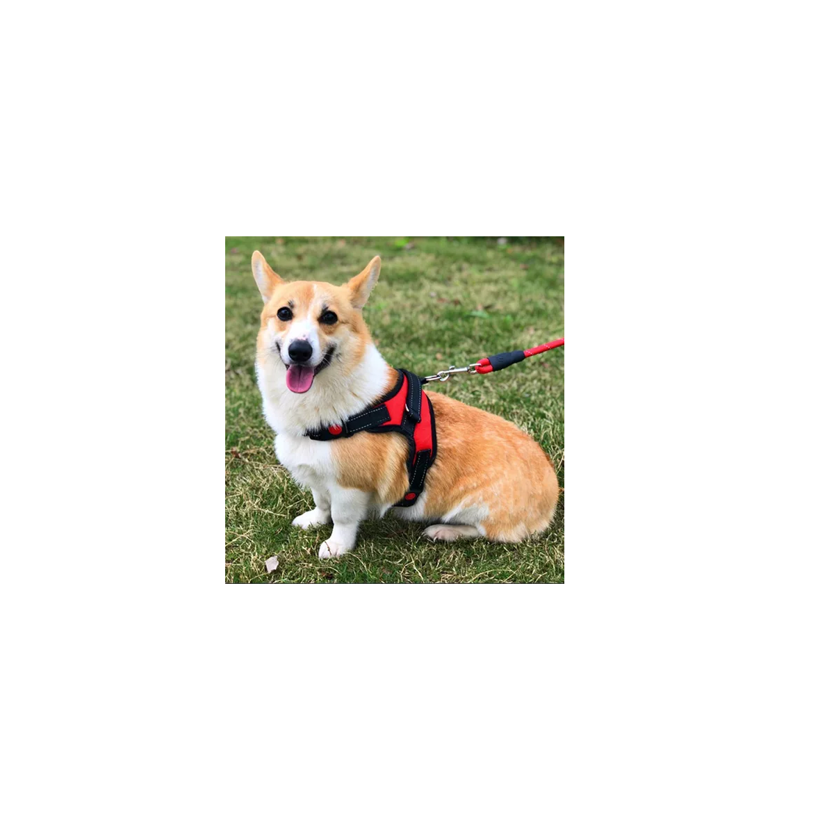 Foto 4 pulgar | Kit 2 Pechera Arnes Correa Para Perro Xl Eo Safe Imports Esi-16405 Multicolor