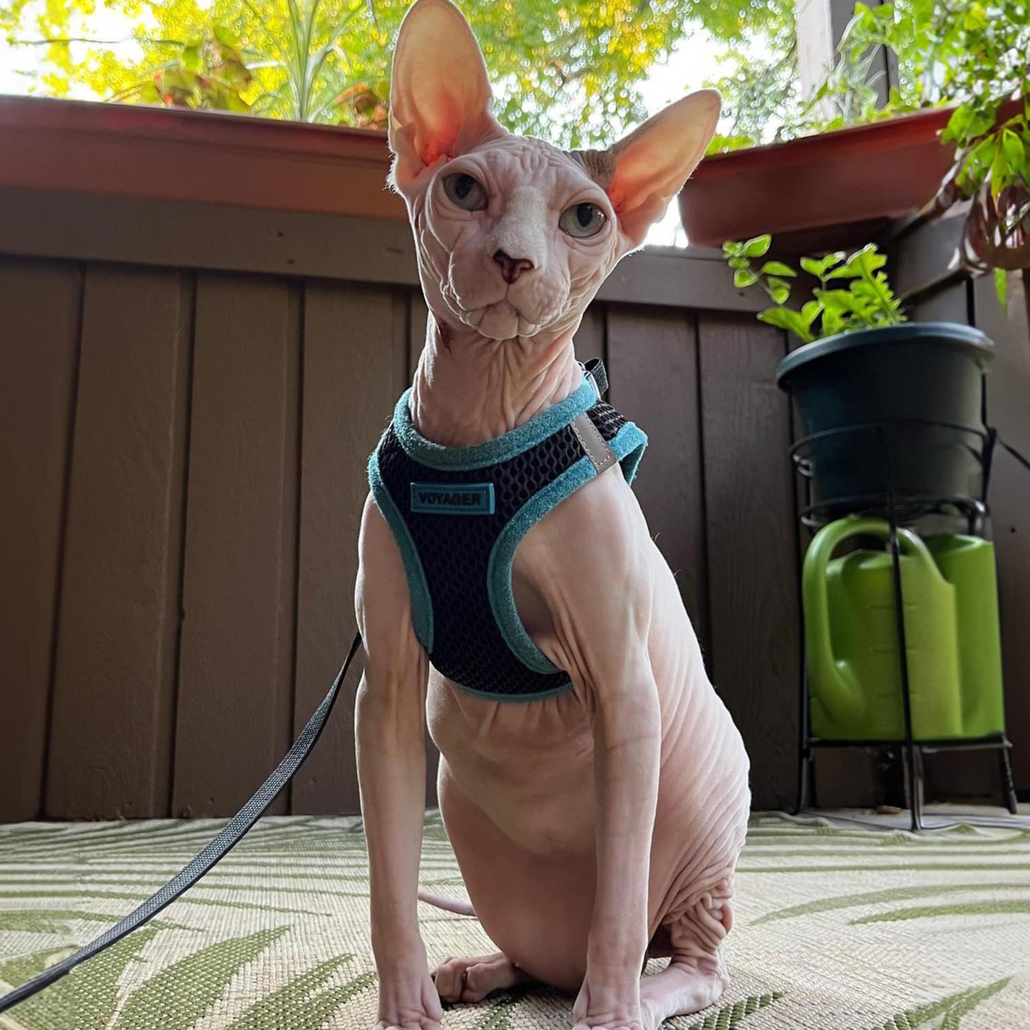 Foto 7 | Arnés Para Mascotas, Los Mejores Suministros Para Mascotas, Malla Para Todo Clima - Venta Internacional.