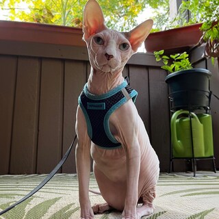 Foto 7 | Arnés Para Mascotas, Los Mejores Suministros Para Mascotas, Malla Para Todo Clima - Venta Internacional.