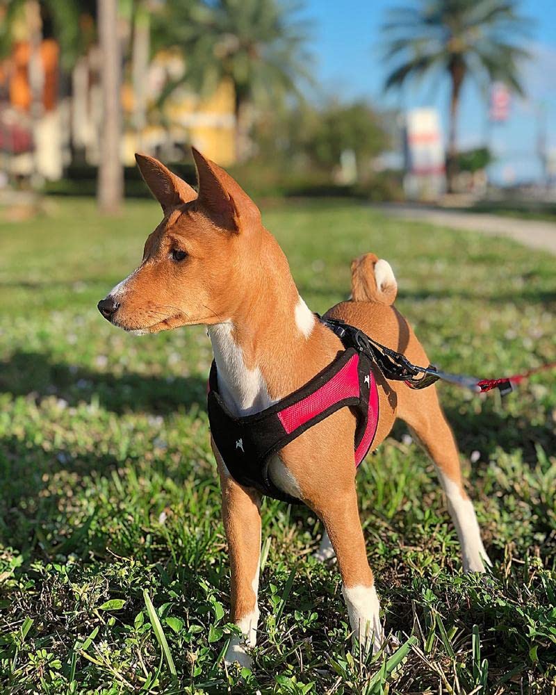 Foto 8 pulgar | Arnés Gooby Escape Free Easy Fit Rojo Para Perros Pequeños - Venta Internacional.
