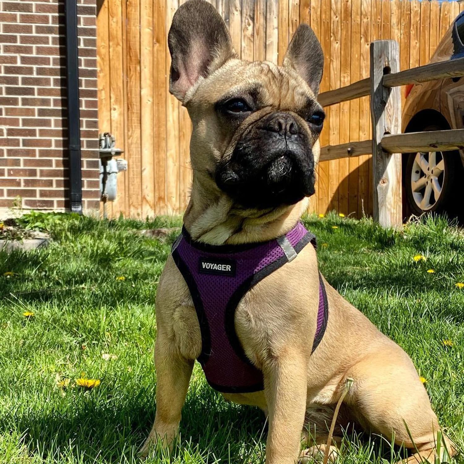 Foto 7 | Arnés Para Perros Voyager Step-in Air, Malla Para Todo Clima, Color Morado L - Venta Internacional.