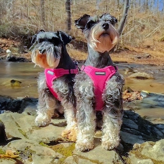 Foto 6 | Chaleco Para Perros Best Pet Supplies Voyager, Color Fucsia, Talla S - Venta Internacional.