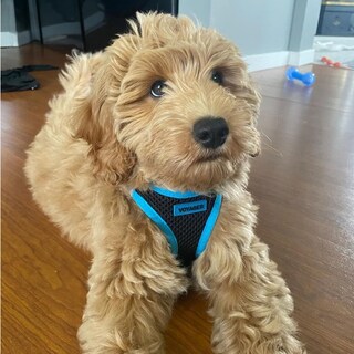 Foto 7 | Arnés Para Perros Voyager Step-in Air, Malla Reflectante Para Todo Clima - Venta Internacional.
