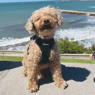 Foto 7 | Arnés Para Perros Voyager Step-in Air Para Todo Tipo De Clima Para Mascotas S/m - Venta Internacional.