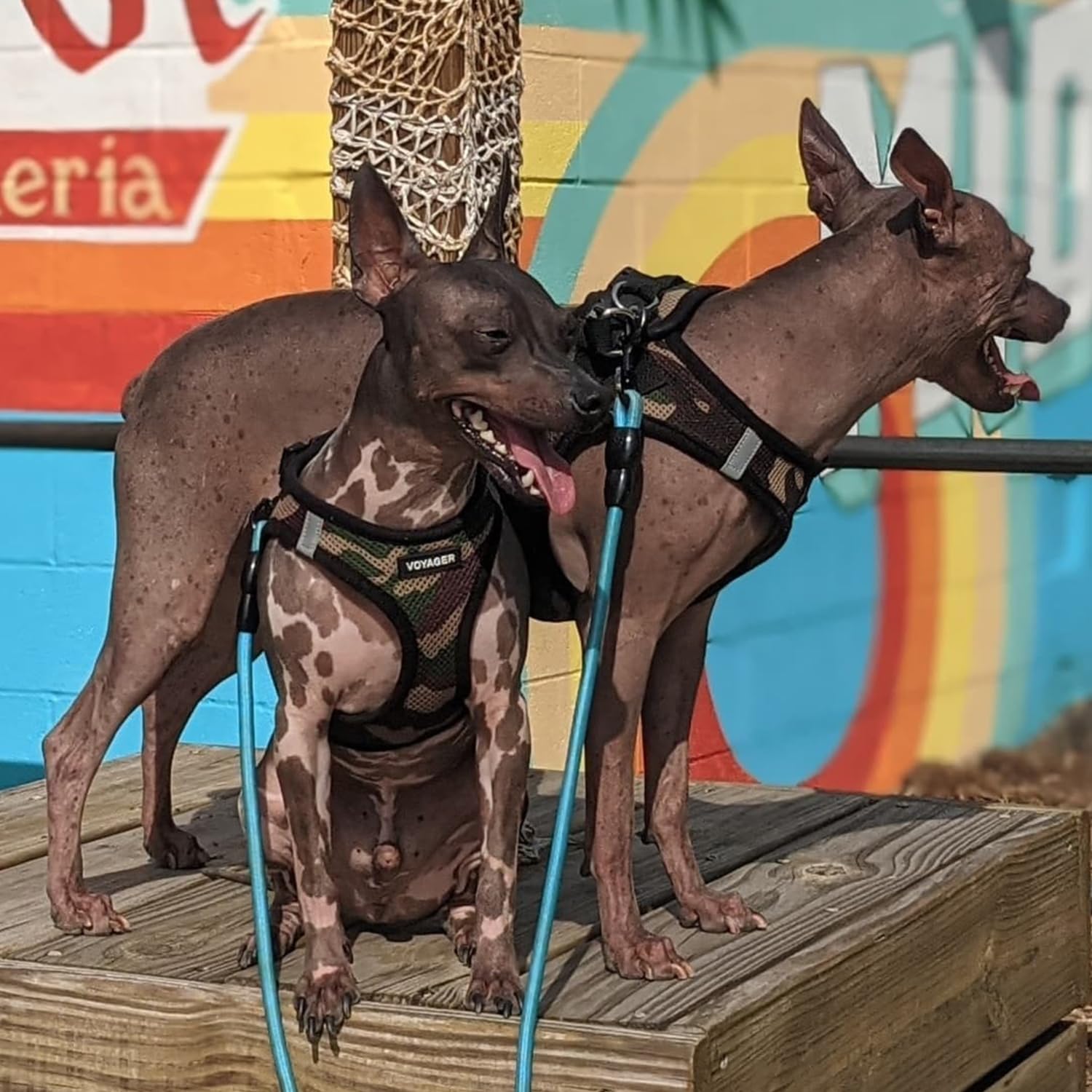 Foto 7 | Arnés Para Perros Voyager Step-in Air All Weather S Army/black - Venta Internacional.