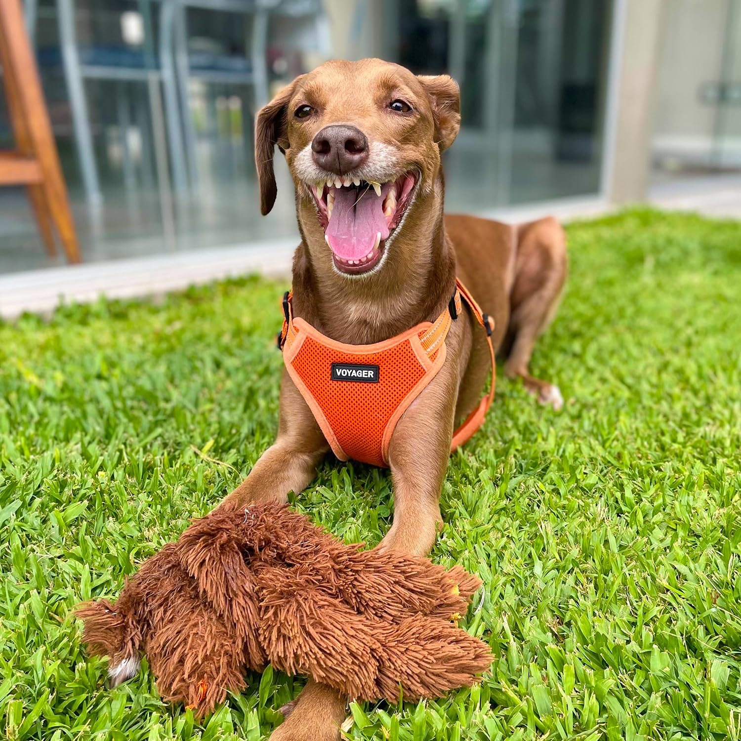 Foto 7 | Chaleco Para Perros Best Pet Supplies Voyager Orange M - Venta Internacional.