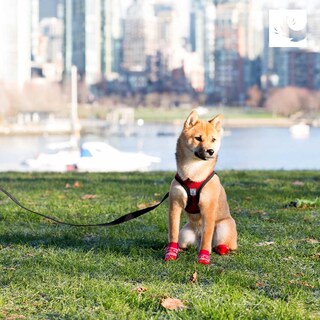 Foto 6 | Arnés Para Perros Rc Pet Products Step In Cirque Xx-small, Rojo - Venta Internacional.