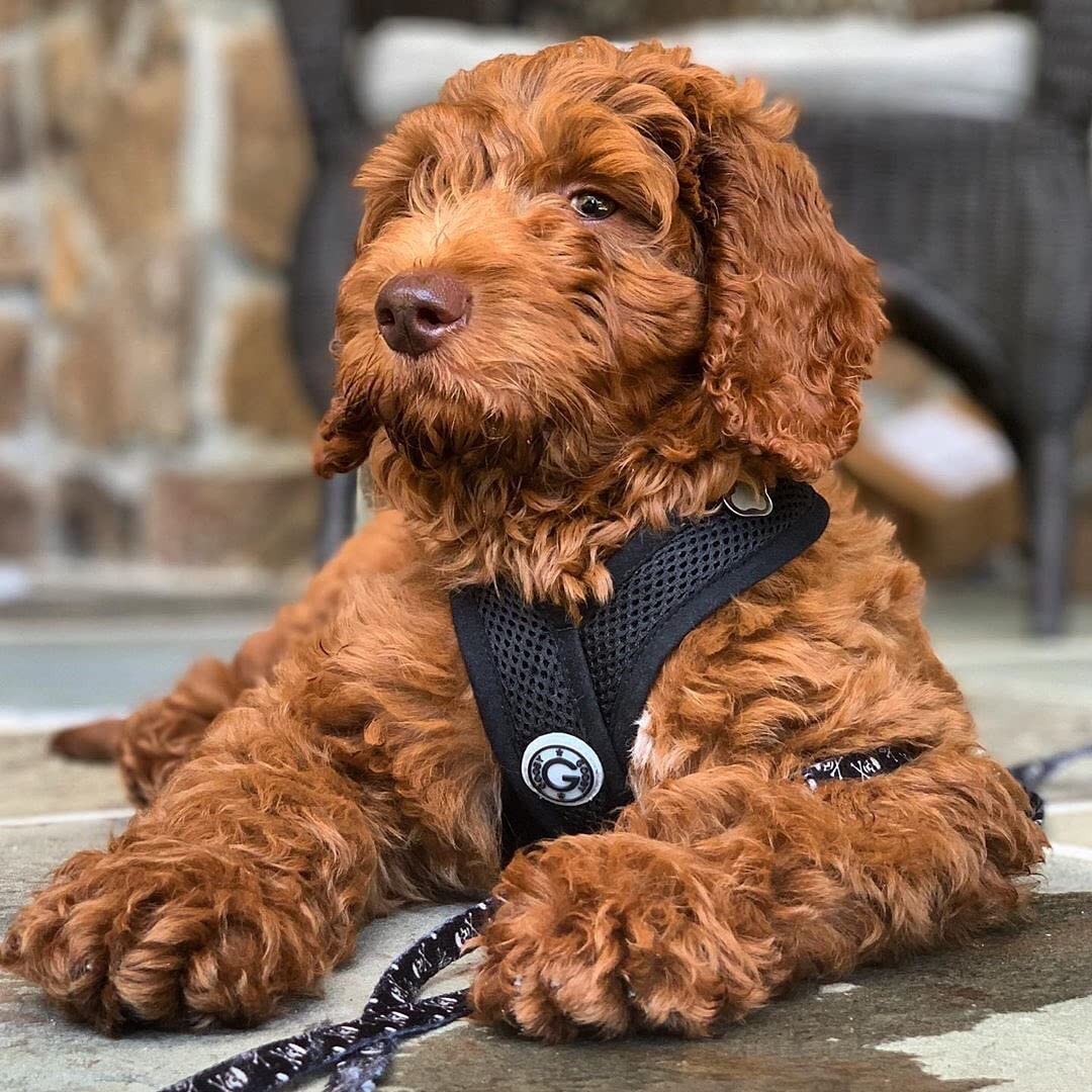 Foto 2 | Arnés Para Perros Gooby Comfort X Head En Negro Para Perros Grandes - Venta Internacional.