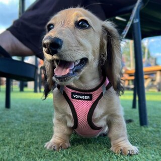 Foto 7 | Arnés Para Perros Voyager Step-in Air All Weather S Rosa/negro - Venta Internacional.