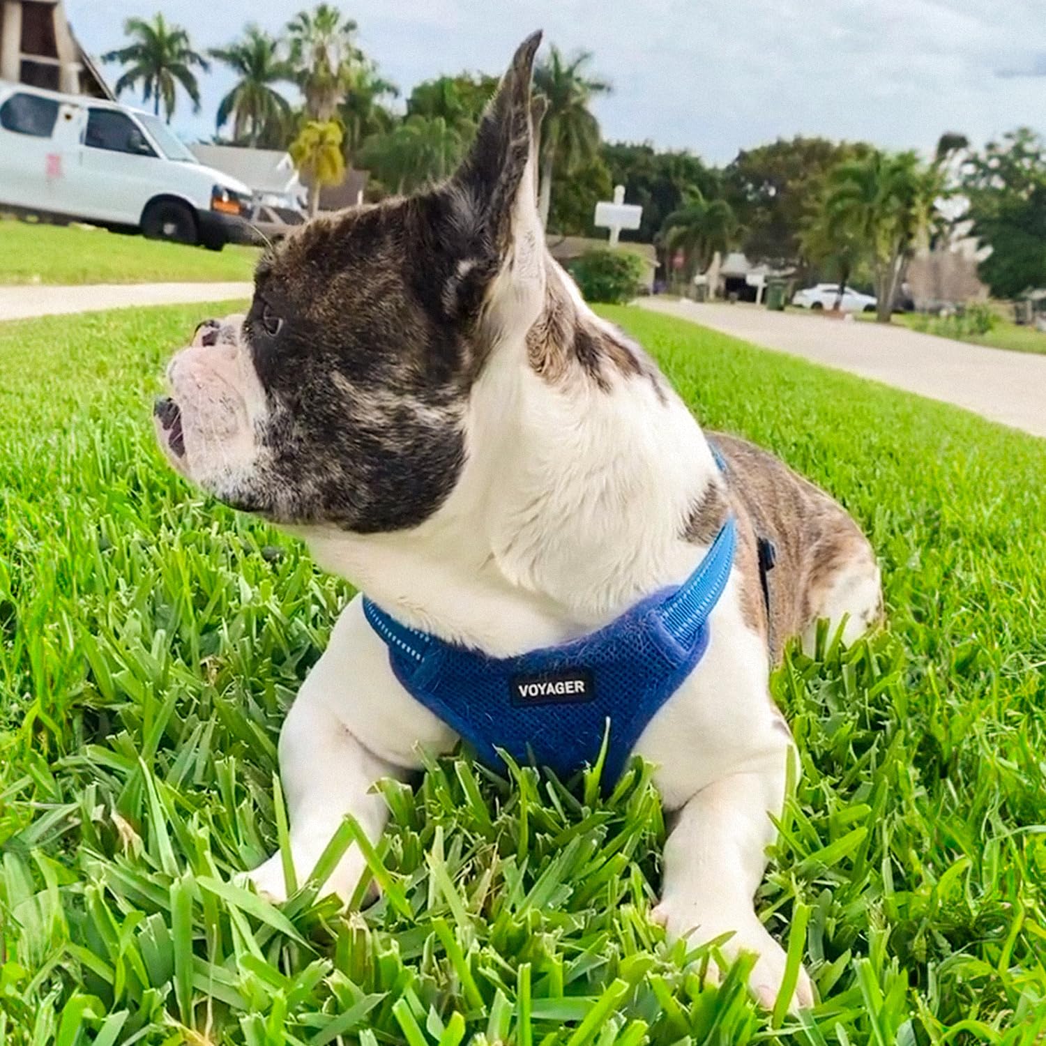 Foto 8 pulgar | Chaleco Para Perros Best Pet Supplies Voyager Royal Blue M - Venta Internacional.