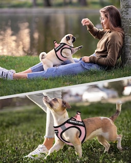 Foto 5 | Chaleco Fayogoo Para Perros De Servicio, Ligero, Para Razas Pequeñas, Con Parches - Venta Internacional.