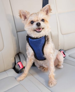 Foto 2 | Arnés De Seguridad Para Perros Petsafe Happy Ride Para Coches De Tamaño Pequeño - Venta Internacional.