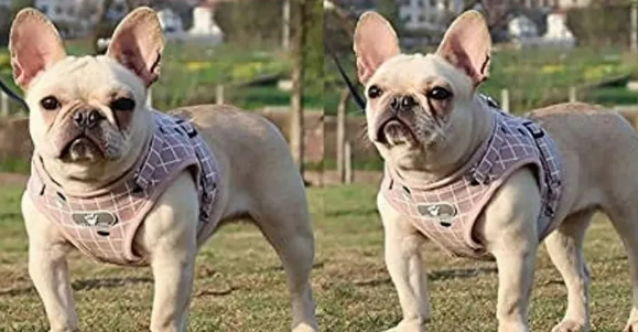 Foto 4 | Arnés Ajustable Xtellar Premium Para Perros Y Gatos Con Correa Duradera Y Reflectante