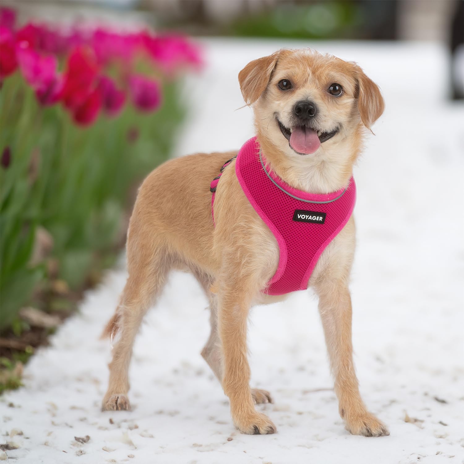Foto 7 | Arnés Para Perros Voyager Aerolite, Malla Antitracción, Fucsia, Talla M - Venta Internacional.