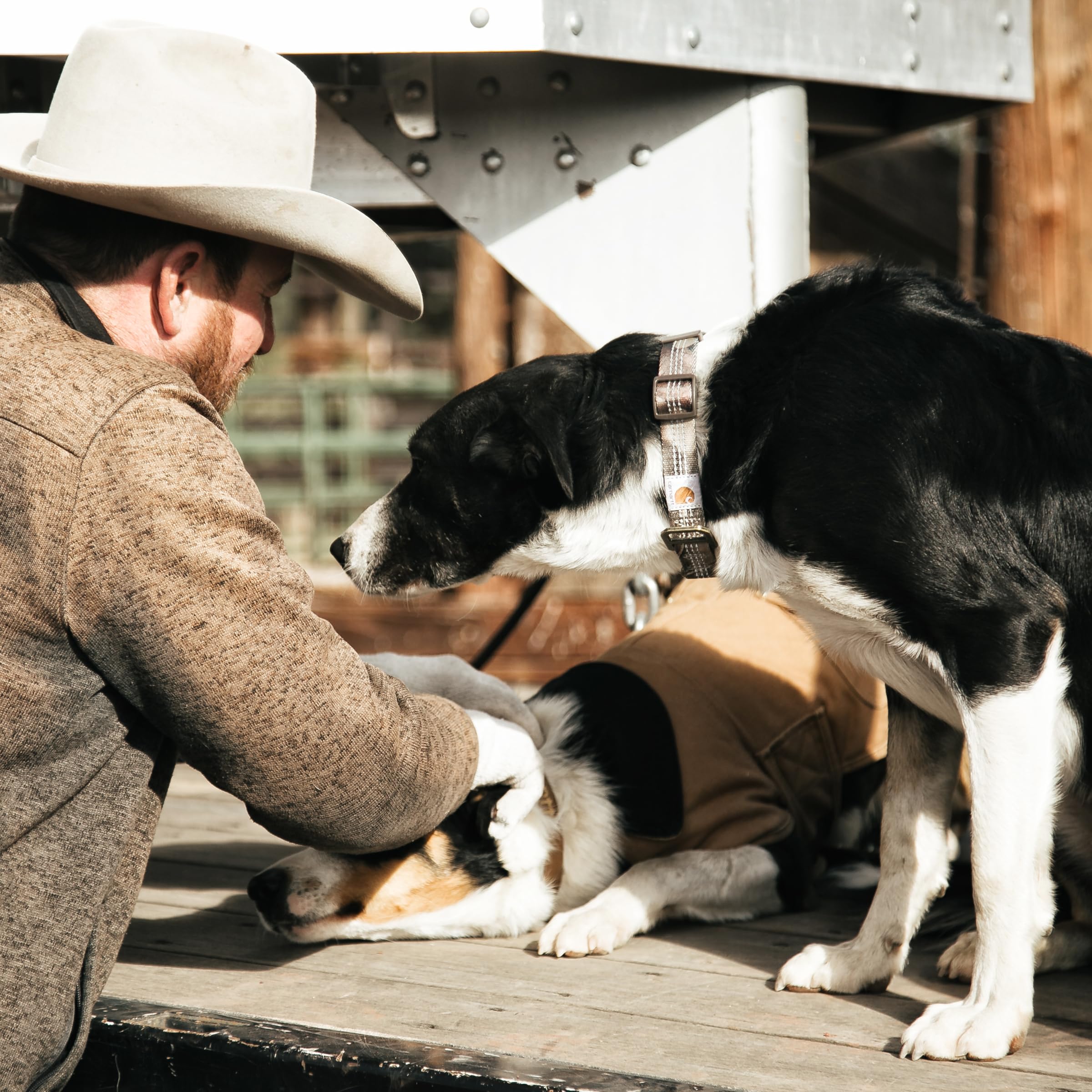 Foto 6 | Collar Para Perro Carhartt, Totalmente Ajustable, Con Correas De Nailon Reflectantes - Venta Internacional.