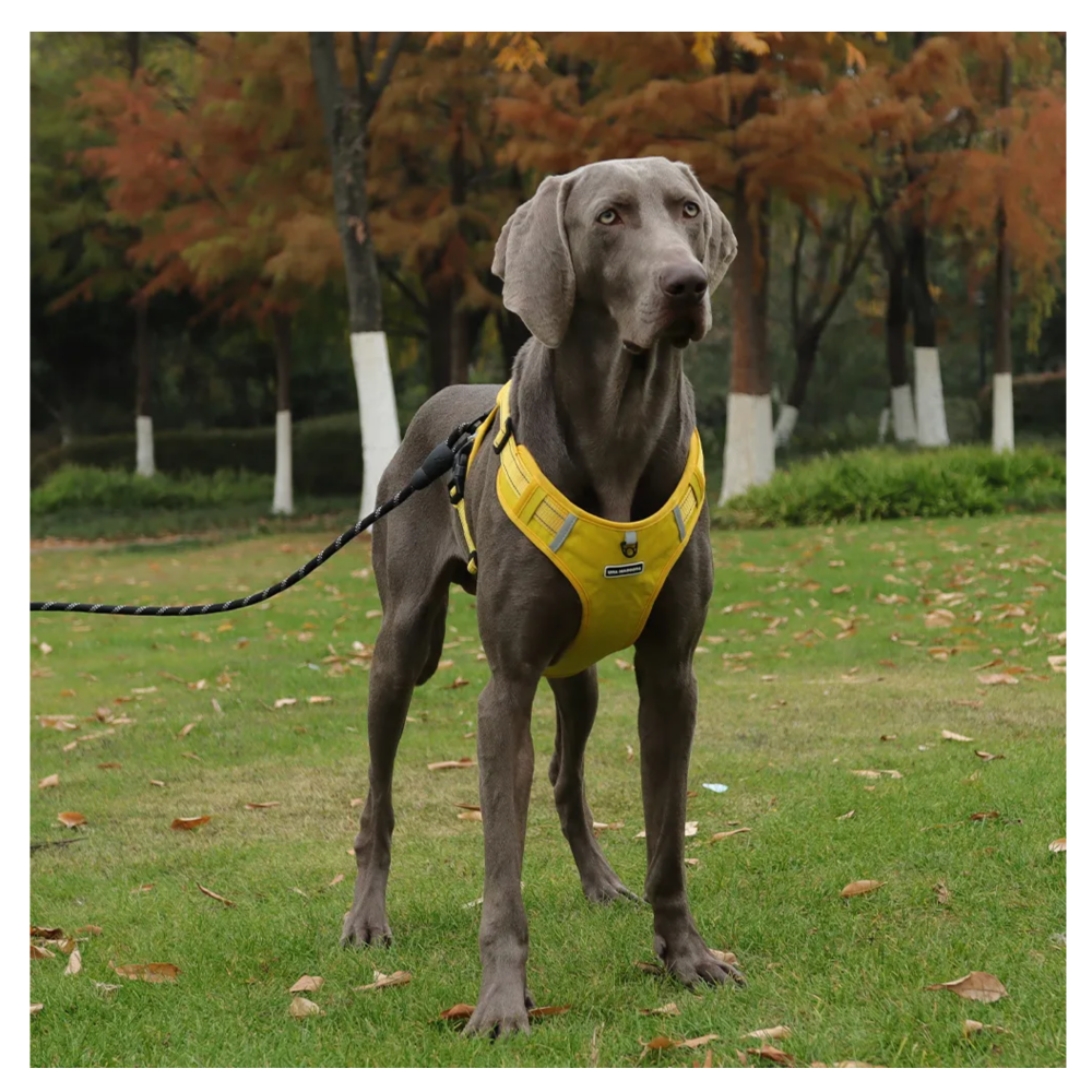 Foto 5 | Pechera Arnés De Seguridad Para Perro Amarillo Talla Xl Lab.g