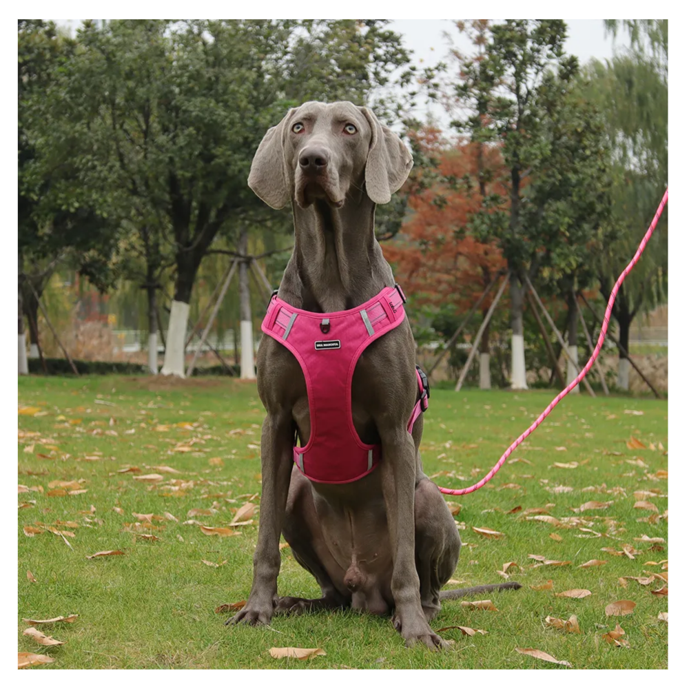 Foto 6 pulgar | Pechera Arnés De Seguridad Para Perro Lab.g,  Fucsia Talla Xl