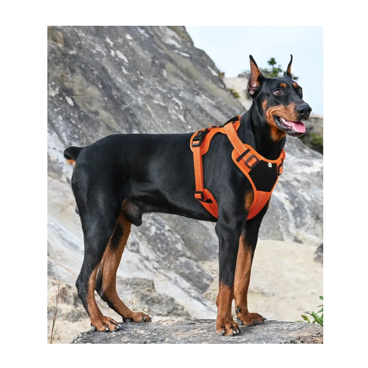 Foto 5 pulgar | Pechera Belug  Arnés Táctica Con Correa Perro Talla M Naranja