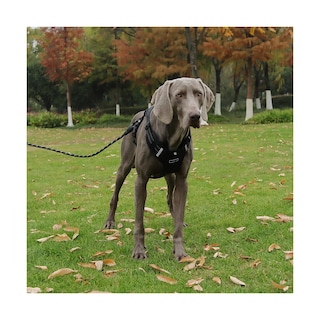 Foto 5 | Pechera Arnés De Seguridad Para Perro Talla Xl Lab.g Negro