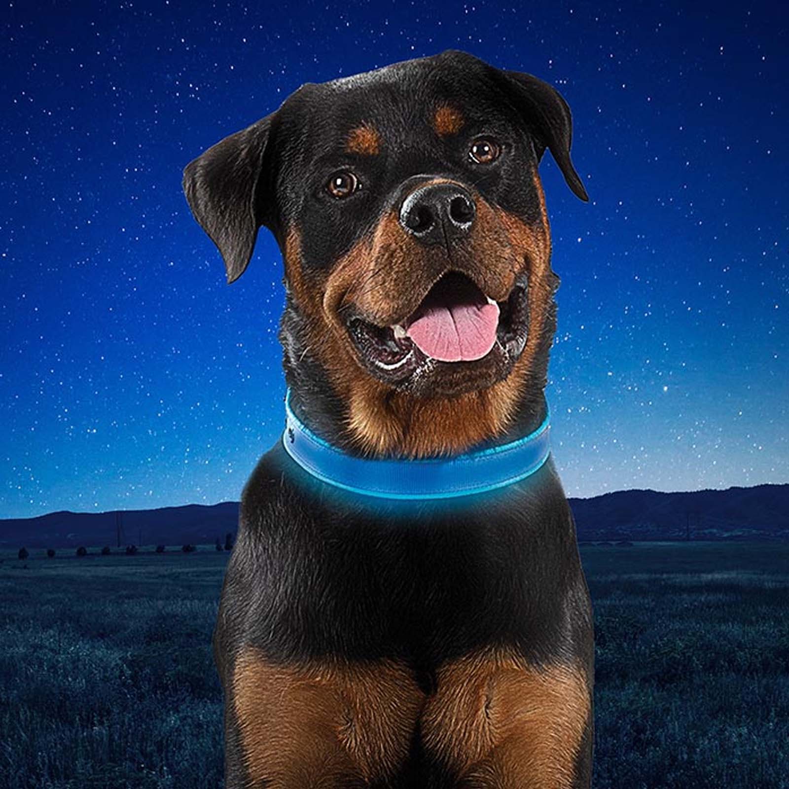 Foto 4 pulgar | Collar para Perros Grandes Nite Ize con Luz Led Azul