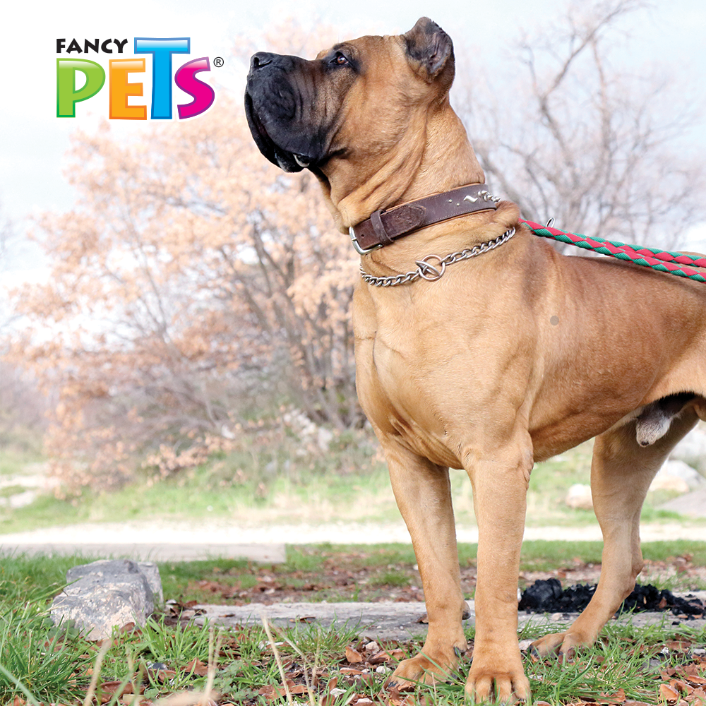 Foto 3 pulgar | Collar de Entrenamiento para Perro Fancy Pets