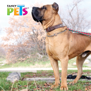 Foto 2 | Collar de Entrenamiento para Perro Fancy Pets