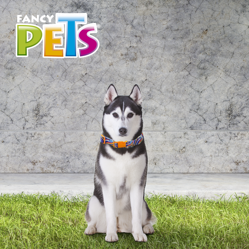 Foto 4 | Collar para Perro Fancy Pets FL9504 Multicolor Tamaño Grande