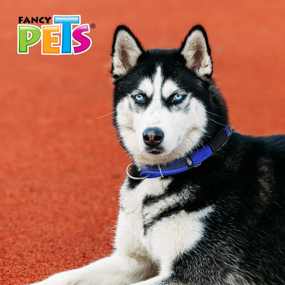 Foto 4 pulgar | Collar con Ultra Grip y Bandas Reflejantes para Perro Fancy Pets color Azul