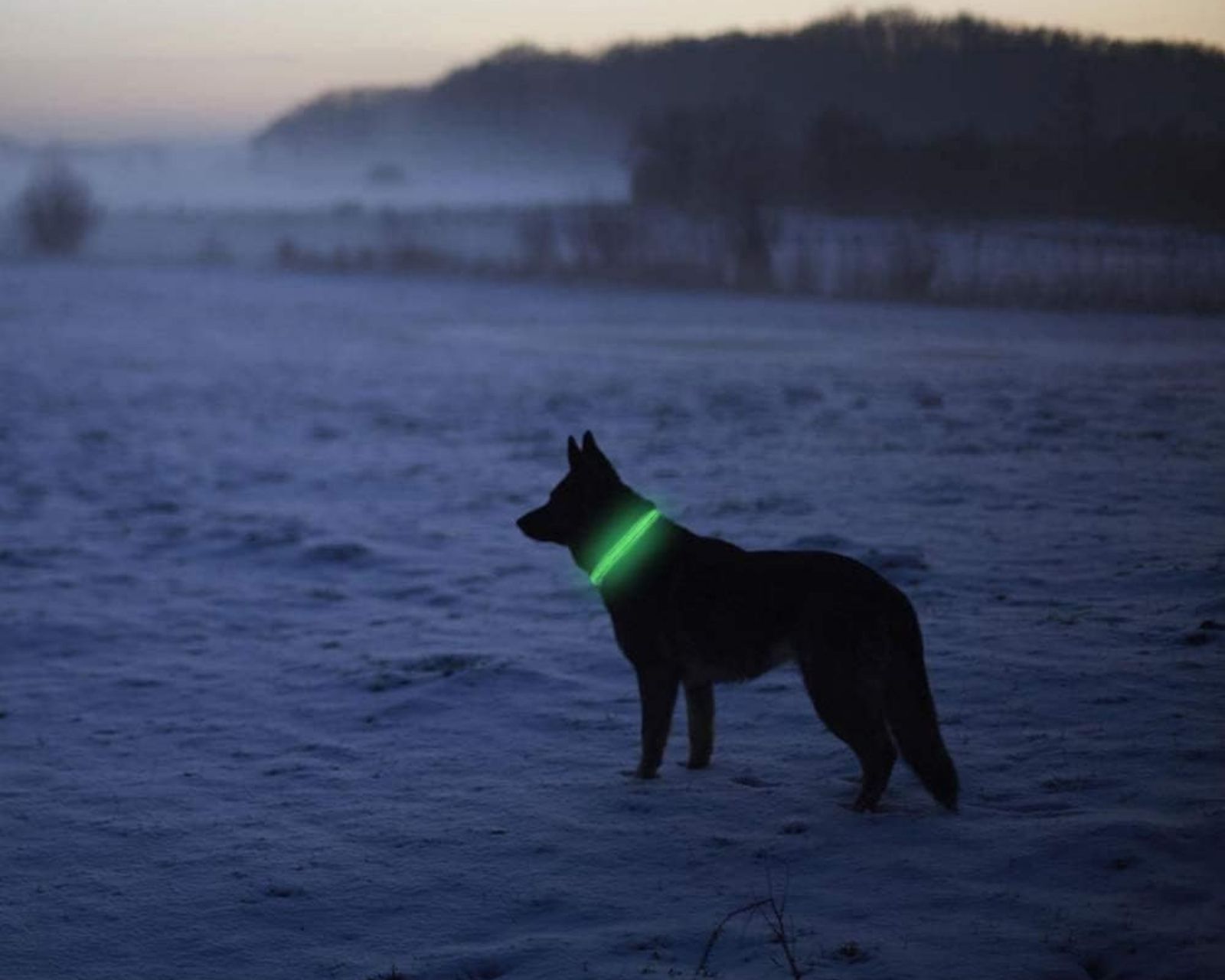 Foto 5 pulgar | Collar Verde para Perro con Reflejante de Luz