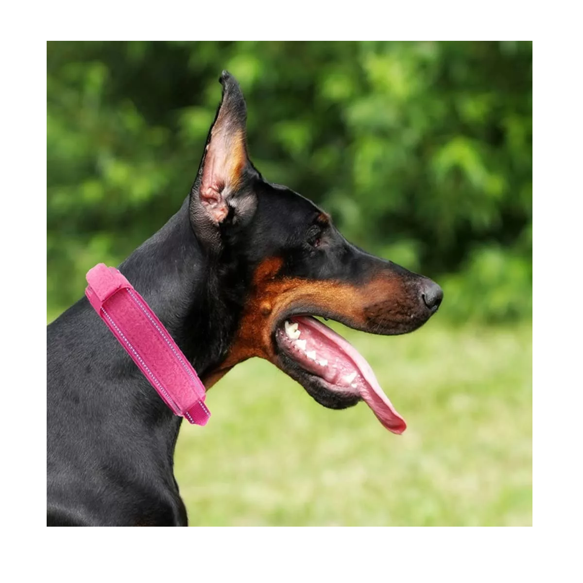 Foto 4 pulgar | Collar Táctico para Perro con Hebilla de Metal Resistente M Eo Safe Imports Esi-12853 color Rosa