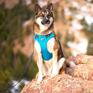 Foto 7 | Arnés Para Perros Outward Hound Boulder Adventure Turquesa S - Venta Internacional.