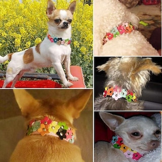 Foto 4 | Collar Para Perro Huoguo Fashion Shop, Piel Sintética, Flor Colorida - Venta Internacional.