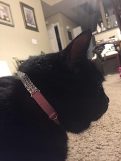 Foto 4 | Collar Huoguo, De Terciopelo Suave, Seguro Para Gatos, Ajustable, Brillante - Venta Internacional.