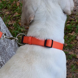Foto 3 | Collar Para Perros Huoguo Sencillo Y Práctico Para Perros Grandes Y Medianos - Venta Internacional.