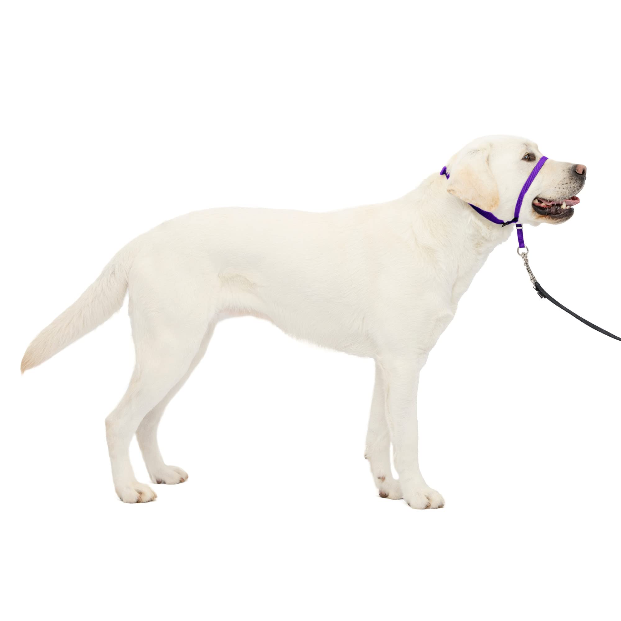 Collar Para Perro Petsafe Gentle Leader No-pull, Grande, Morado - Venta Internacional.