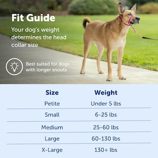 Foto 5 | Collar Para Perros Headcollar Petsafe Gentle Leader Sin Tirones, Plateado, Talla M - Venta Internacional.