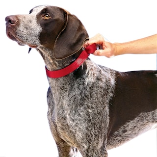 Foto 2 | Collar Martingale Petsafe 3/4 Mediano Rojo Para Perros - Venta Internacional.