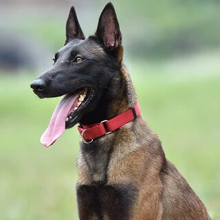 Foto 4 | Collar Para Perro Huoguo, Resistente, De Nailon, Antiescape, Martingala - Venta Internacional.