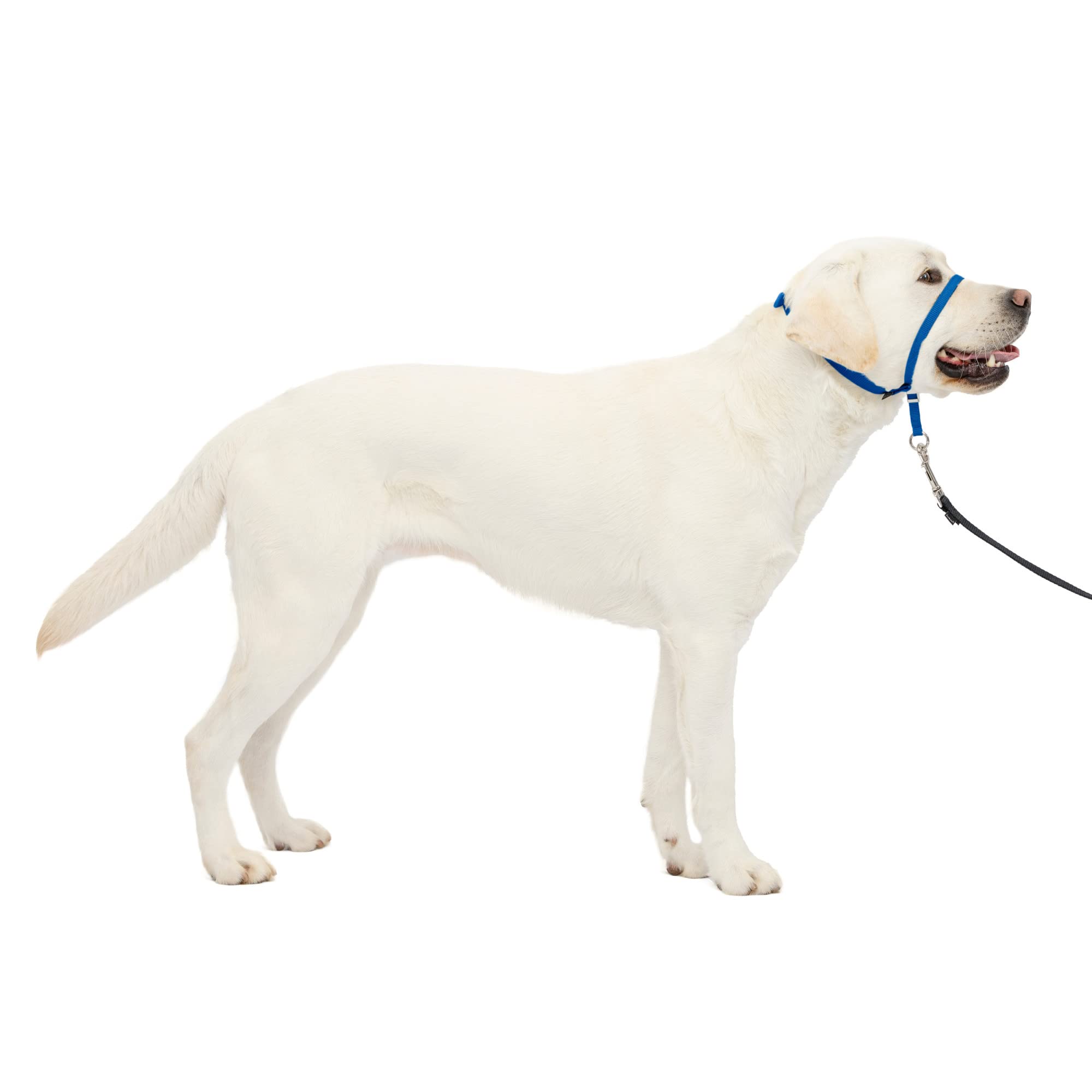 Collar Para Perro Headcollar Petsafe Gentle Leader Sin Tirones, Azul L - Venta Internacional.