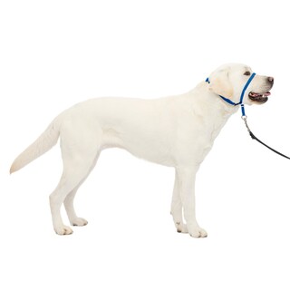Foto 1 | Collar Para Perro Headcollar Petsafe Gentle Leader Sin Tirones, Azul L - Venta Internacional.