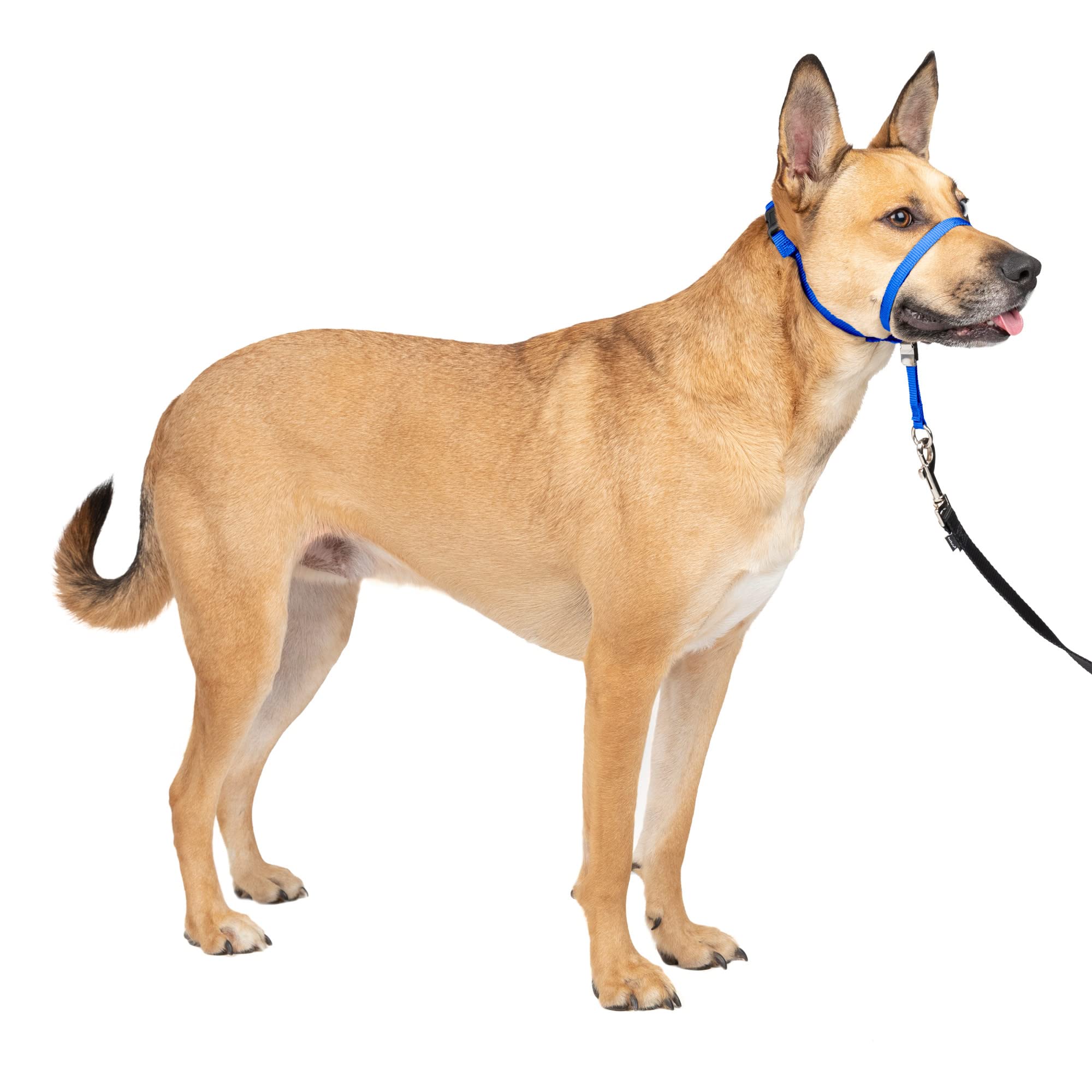 Collar Para Perro Petsafe Gentle Leader No-pull, Azul Medio - Venta Internacional.