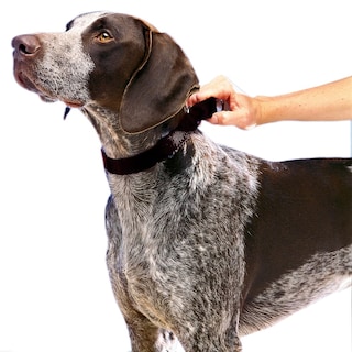 Foto 2 | Collar Martingale Petsafe 1 Mediano Para Perros, Color Negro - Venta Internacional.