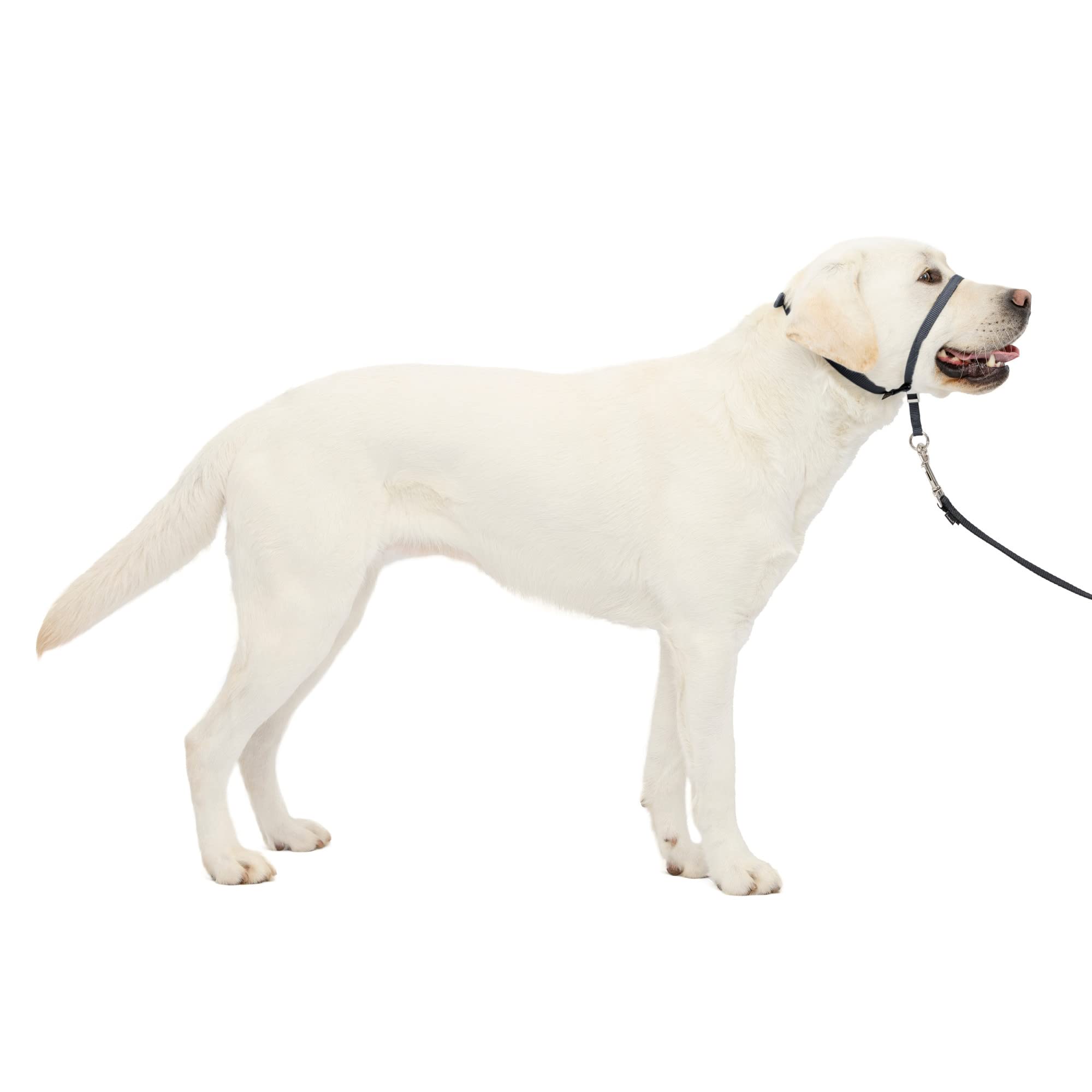 Collar Para Perro Petsafe Gentle Leader, No Tira, Grande, Color Carbón - Venta Internacional.